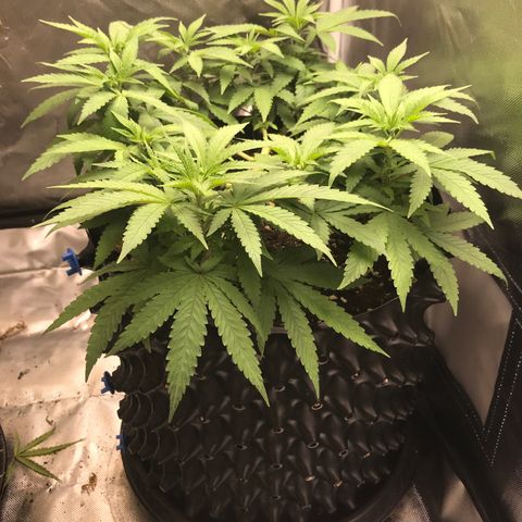 BNC Critical xxl  growlog timeline photo