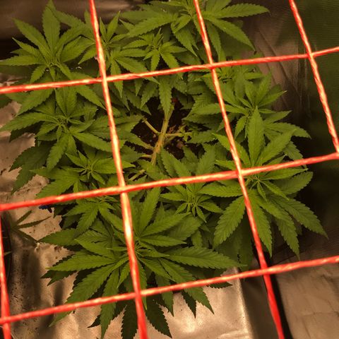 BNC Critical xxl  growlog timeline photo
