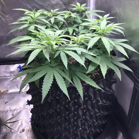BNC Critical xxl  growlog timeline photo