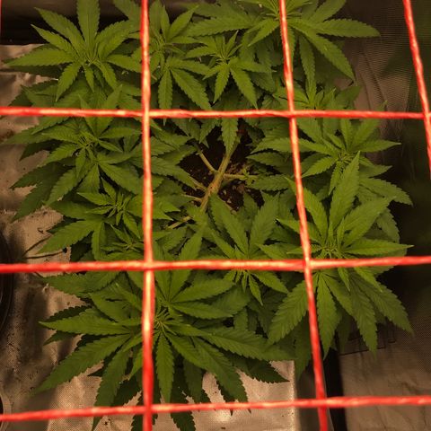 BNC Critical xxl  growlog timeline photo
