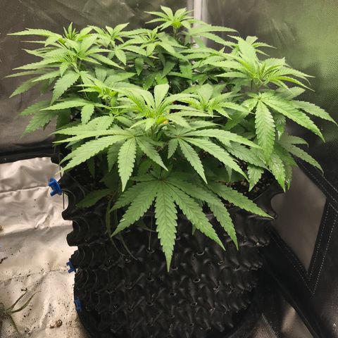 BNC Critical xxl  growlog timeline photo