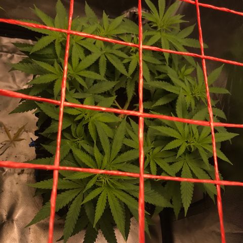 BNC Critical xxl  growlog timeline photo