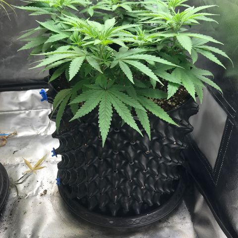 BNC Critical xxl  growlog timeline photo