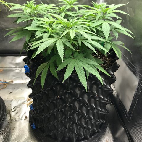 BNC Critical xxl  growlog timeline photo