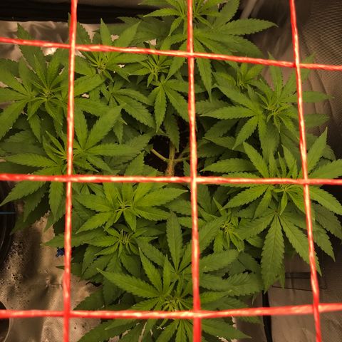 BNC Critical xxl  growlog timeline photo
