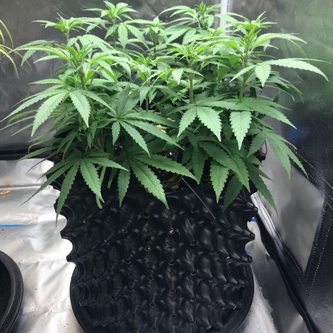 BNC Critical xxl  growlog timeline photo