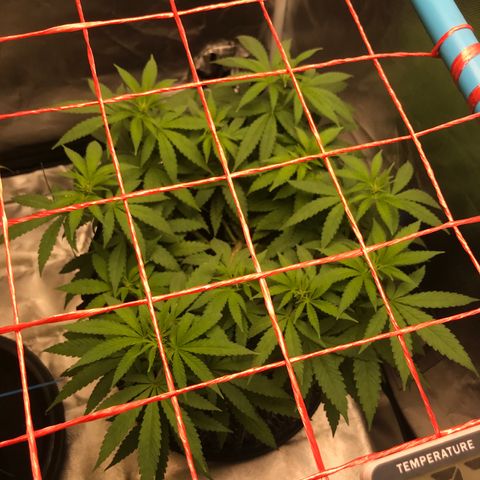 BNC Critical xxl  growlog timeline photo
