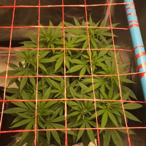 BNC Critical xxl  growlog timeline photo