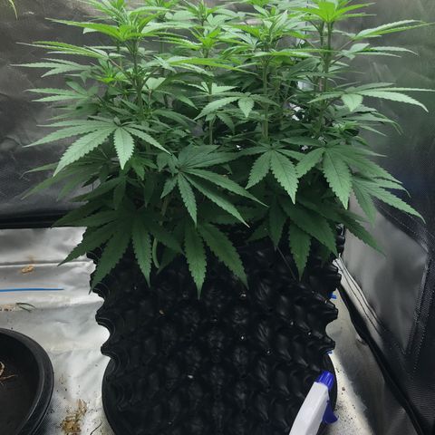 BNC Critical xxl  growlog timeline photo