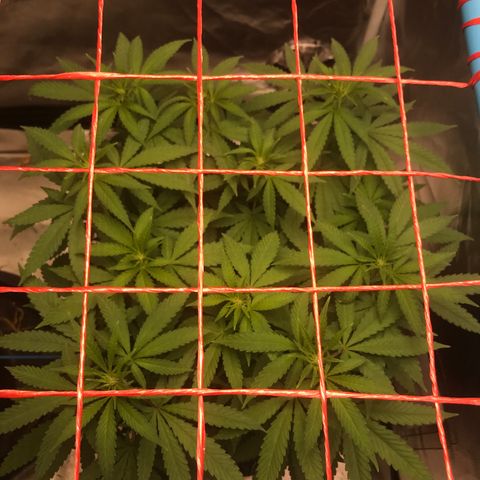 BNC Critical xxl  growlog timeline photo