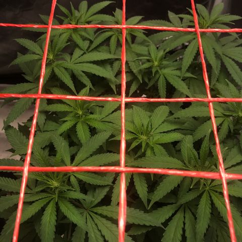 BNC Critical xxl  growlog timeline photo
