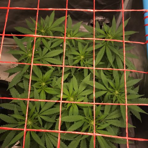BNC Critical xxl  growlog timeline photo