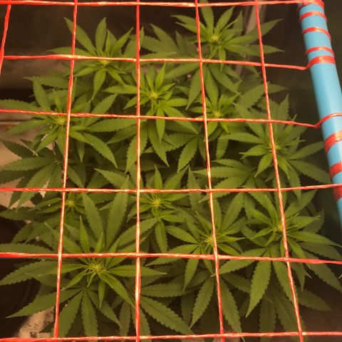 BNC Critical xxl  growlog timeline photo