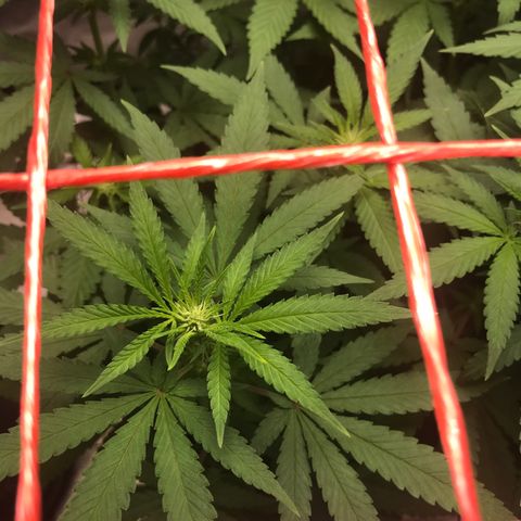 BNC Critical xxl  growlog timeline photo