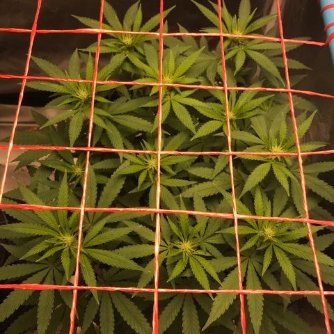 BNC Critical xxl  growlog timeline photo