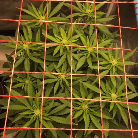 BNC Critical xxl  growlog timeline photo