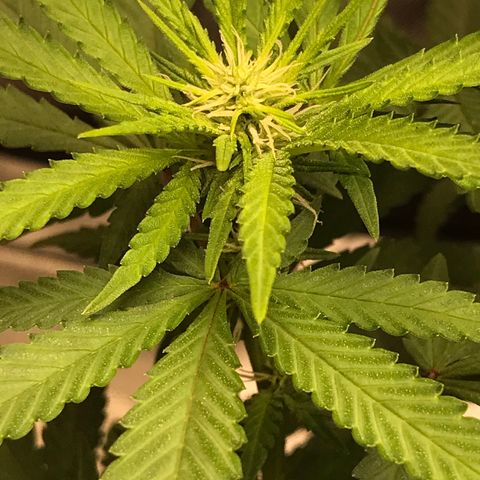 BNC Critical xxl  growlog timeline photo