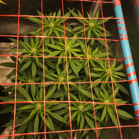 BNC Critical xxl  growlog timeline photo