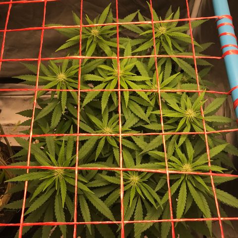 BNC Critical xxl  growlog timeline photo