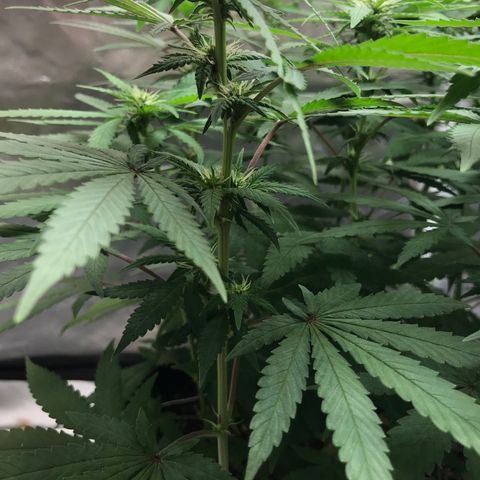 BNC Critical xxl  growlog timeline photo