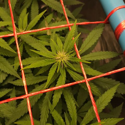 BNC Critical xxl  growlog timeline photo