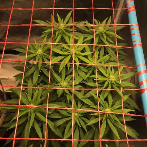 BNC Critical xxl  growlog timeline photo