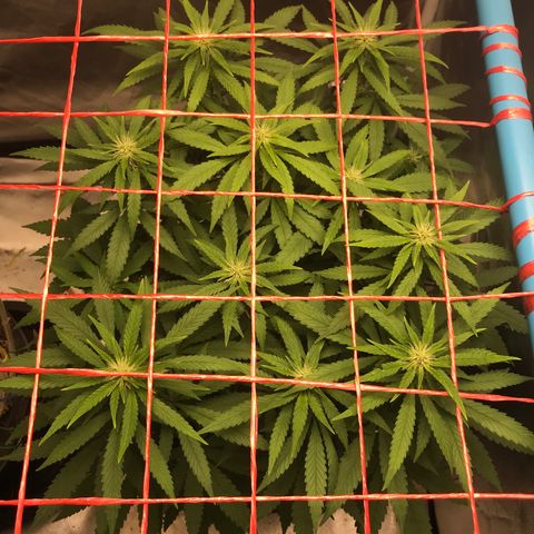 BNC Critical xxl  growlog timeline photo