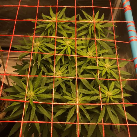 BNC Critical xxl  growlog timeline photo
