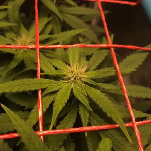 BNC Critical xxl  growlog timeline photo