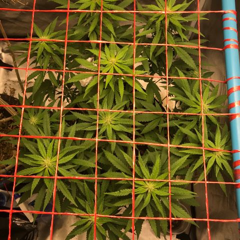 BNC Critical xxl  growlog timeline photo