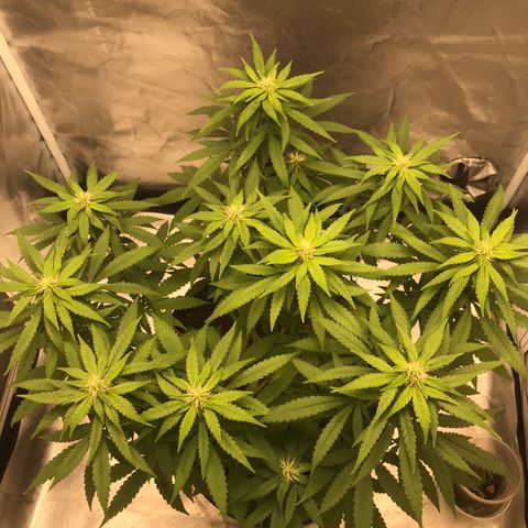 BNC Critical xxl  growlog timeline photo