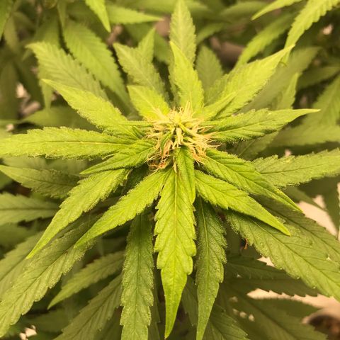 BNC Critical xxl  growlog timeline photo