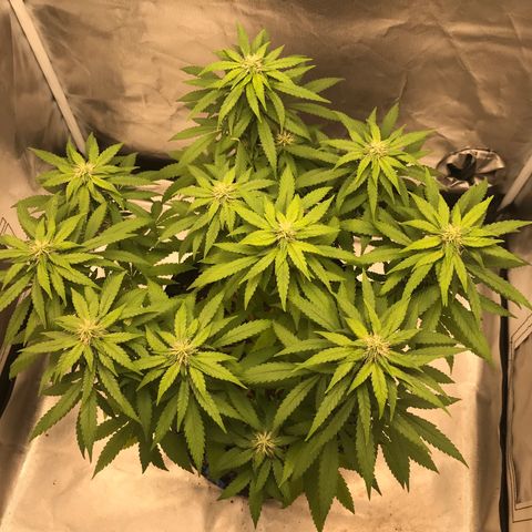 BNC Critical xxl  growlog timeline photo