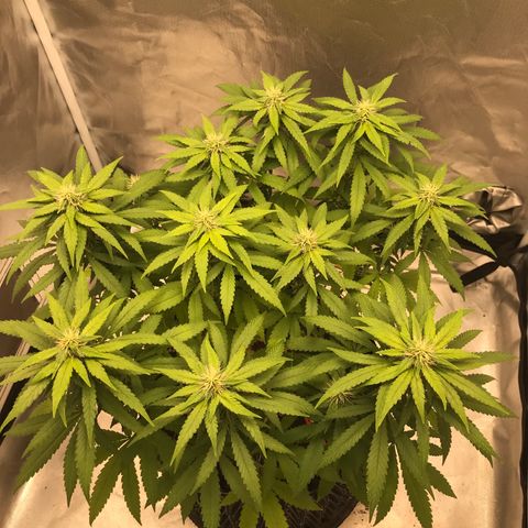 BNC Critical xxl  growlog timeline photo