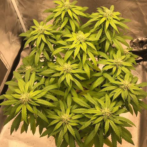 BNC Critical xxl  growlog timeline photo