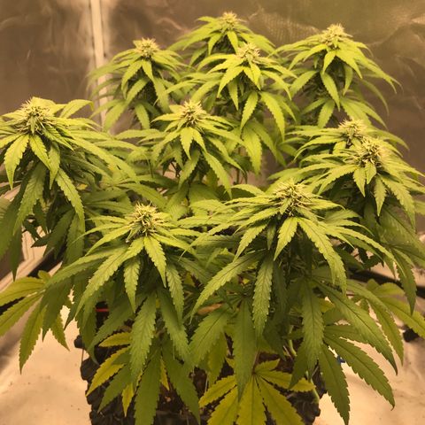 BNC Critical xxl  growlog timeline photo