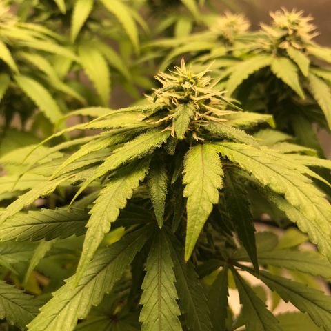 BNC Critical xxl  growlog timeline photo
