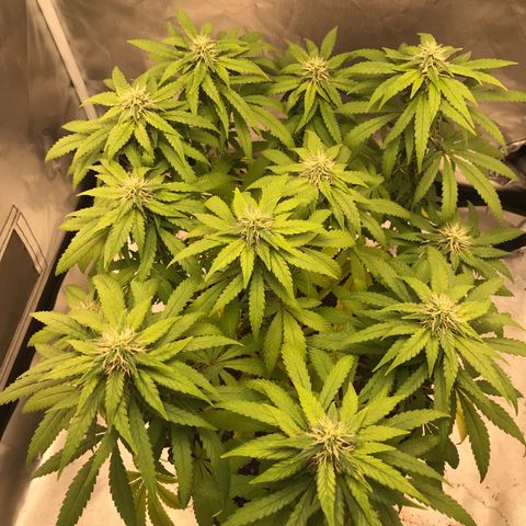BNC Critical xxl  growlog timeline photo