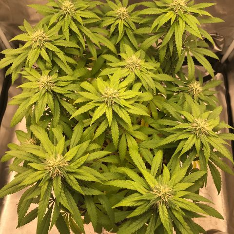 BNC Critical xxl  growlog timeline photo