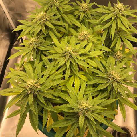 BNC Critical xxl  growlog timeline photo