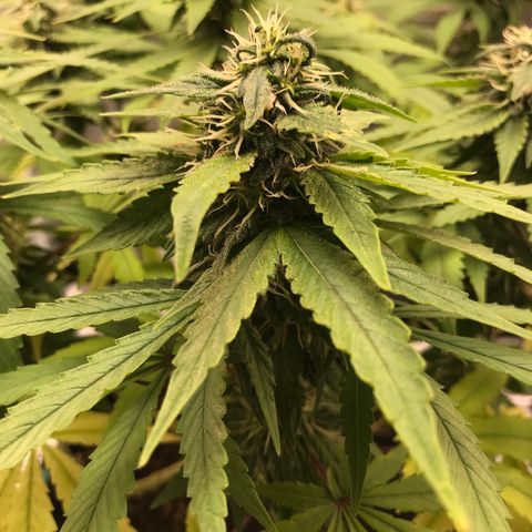 BNC Critical xxl  growlog timeline photo