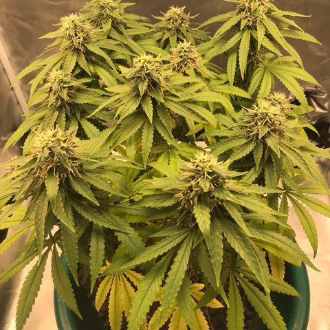 BNC Critical xxl  growlog timeline photo