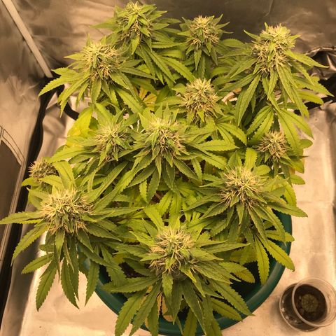 BNC Critical xxl  growlog timeline photo