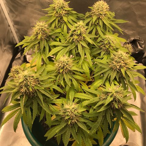 BNC Critical xxl  growlog timeline photo