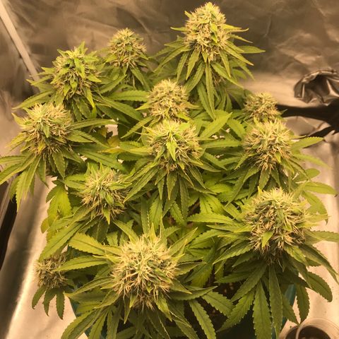 BNC Critical xxl  growlog timeline photo