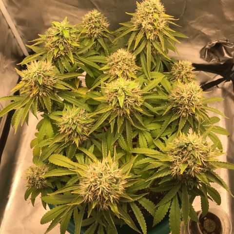 BNC Critical xxl  growlog timeline photo