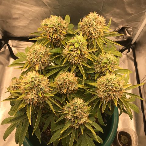 BNC Critical xxl  growlog timeline photo