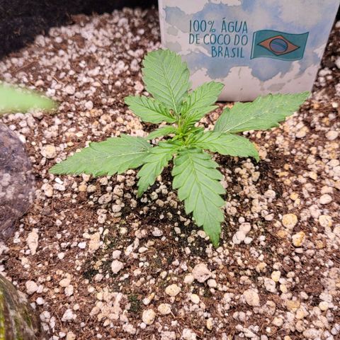 Cind 99 growlog timeline photo