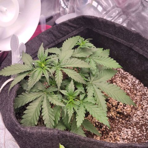 Cind 99 growlog timeline photo