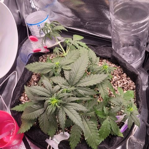 Cind 99 growlog timeline photo